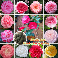 [Fast Germination] Camellia Flower Seeds (Mixed Colors 5-10 Seeds) Potted Gardening Flower Seeds Dwarf Flowers Plant Indoor Plants Flowering Plants Seeds Outdoor Real Plants Benih Pokok Bunga Pokok Bunga Flowers Live Plants for Sale Easy Grow Malaysia