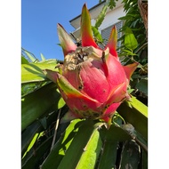 Keratan Buah Naga Merah dragon fruit