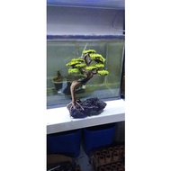 Bonsai aquascape pree order