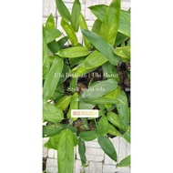 ARROW ROOT | UBI GARUT | UBI BEMBAN | ANAK POKOK