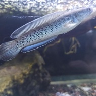 channa stewartii karbi anglong