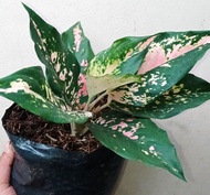 Pink Dalmatian Aglaonema Small