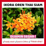 RINA • ixora oren thai siam • pokom hidup coccinea jejarum pecah periuk siantan seganding jantan Pok