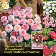 เมล็ดพันธุ์ เดซี่สวอนริเวอร์คละสี Mixed Swan river Daisy เมล็ดพันธุ์แท้100% นำจากต่างประเทศ ถูกดี ดอ