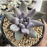 WAF Echeveria Machetes 澳洲品种弯刀with L size pot direct from  Highlands