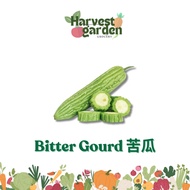 Bitter Gourd 苦瓜 1PCS Daily Fresh Vegetable
