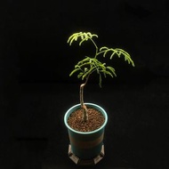 SG2681-象足豆優選株/稀有塊根🔥多肉植物小盆栽禮物🔥