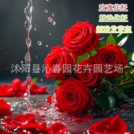 Red Rose Flower Seed Green Plant Potted Flower Flower Seed Potted Plant Four Seasons Flower Seed Ros