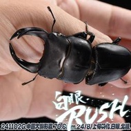 【酷力將】白眼 中國大鍬形蟲 70.8mm 成蟲成對 241102G 白眼RUSH