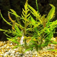 Staurogyne Bihar Water Aquarium Plant
