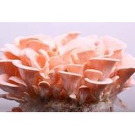 Mushroom Growth kit