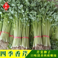 ⭐10.7 Will Seeds Four Seasons Small Parsley Seeds Small Parsley Seeds