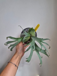 侏儒爪哇‘’細菌‘’鹿角蕨