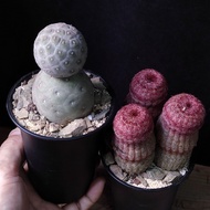 雪人習志野 / 紅太陽3棵 盆栽 多肉 塊根 植物 禮物 plant gift 【實拍。只此一盆】👑10年五星老店