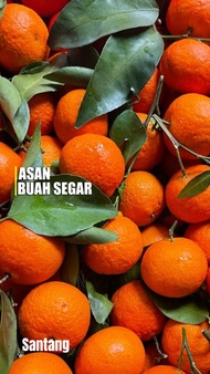 buah jeruk kecil Santang madu birma manis imlek sincia shantang