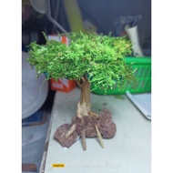 bonsai tree for aquarium