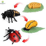 LFINDS Growth Cycle Model Kids Toy For Kid Butterfly Growth Cycle Insect Animals Chicken Spider Acti