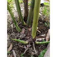 ‼️Anak pokok bunga kantan(Rizom)