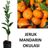 Bibit buah JERUK MANDARIN/JERUK CINA siap tanam kualitas unggul