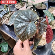 Begonia silver red - Begonia silver - Begonia