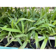 Rumput Siti Khadijah @ Rumput Beijing