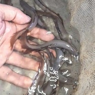 NEW IKAN PALMAS SENEGALUS SLAYER IKAN NAGA