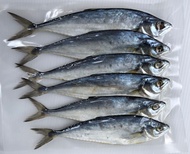ปลาสีเสียด ปลาสีเสียดเล็ก ไซต์ขนาด 10-15 ตัวกิโล ปลาสีเสียดตากแห้ง ทอดหอมหรอย ไม่เค็ม อาหารทะเลแห้ง ปลาสีเสียดเค็ม