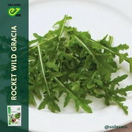 benih lettuce arugula rocket wild GRACIA indoseed