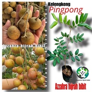 BIBIT KELENGKENG PINGPONG/BIBIT TANAMAN KELENGKENG PINGPONG/TABULAMPOT