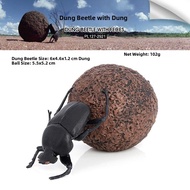 Educational Beetle Dung Beetle Toy