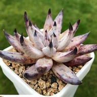 10 เมล็ด เอชชิวาเรีย กระบองเพชร ไม้อวบน้ำ กุหลาบหิน แคคตัส Echeveria เมล็ดใหม่ สายพันธุ์ unguiculata