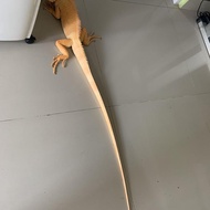 Iguana albino red jantan