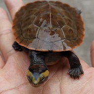 (Aquarium live pet)Red-bellied short-necked turtle 