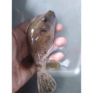 Fish BUNTAL Babi - Ikan Hias Aquarium Air Laut BEST QUALITY