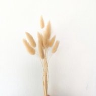 Lagurus Bunny Tail Dried Flower