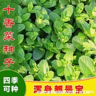 Ten Coriander Seed Seeds Seed Stone Coriander Mint Potted Plant Edible Sichuan Fish Coriander Grass 