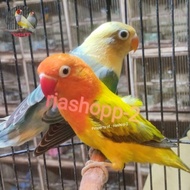 TERBARU burung lovebird sepasang dewasa ewing gold vs PB mewah istimewa HOT SALE