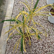 Pokok puding mengurai kuning live plant