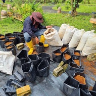 (Ready Stock) Polybag PE Tebal Hitam 16' x16' High Quality 1KG Fertigasi