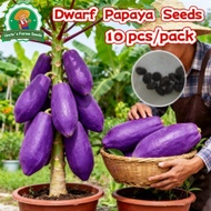 100% Authentic 10pcs High Yield Purple Papaya Seed Bonsai Papaya Seeds for Planting Dwarf Purple Pap