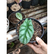 XO266 Tanaman Hias Keladi Amazon Silver--keladi Alocasia