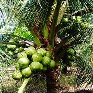 bibit kelapa hijau hibrida pendek