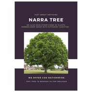 ◊✣Narra Seeds for Planting (2 seeds) TREE
