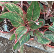 AGLAONEMA EVERGREEN