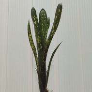 bromeliad billbergia Iguana