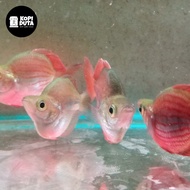 IKAN RAINBOW TRIFASCIATA BALON
