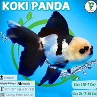 Ikan Mas Koki Panda GRADE A Size XL 810 Cm Asli Blitar Goldfish Panda Koki Panda 3 Color Koki Panda 