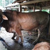 Limousin Murah 800 kg-an / Sapi lLmosin, Sapi Jawa, Sapi Madura / Sapi Qurban /Sapi Kurban