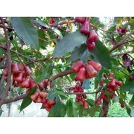 Pot of peaceful plum tree