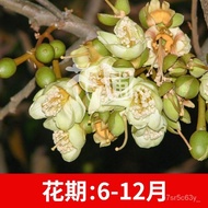 泰国芥带土果树苗圃榴莲苗榴莲苗榴莲 果树苗树苗果苗种植嫁接南方